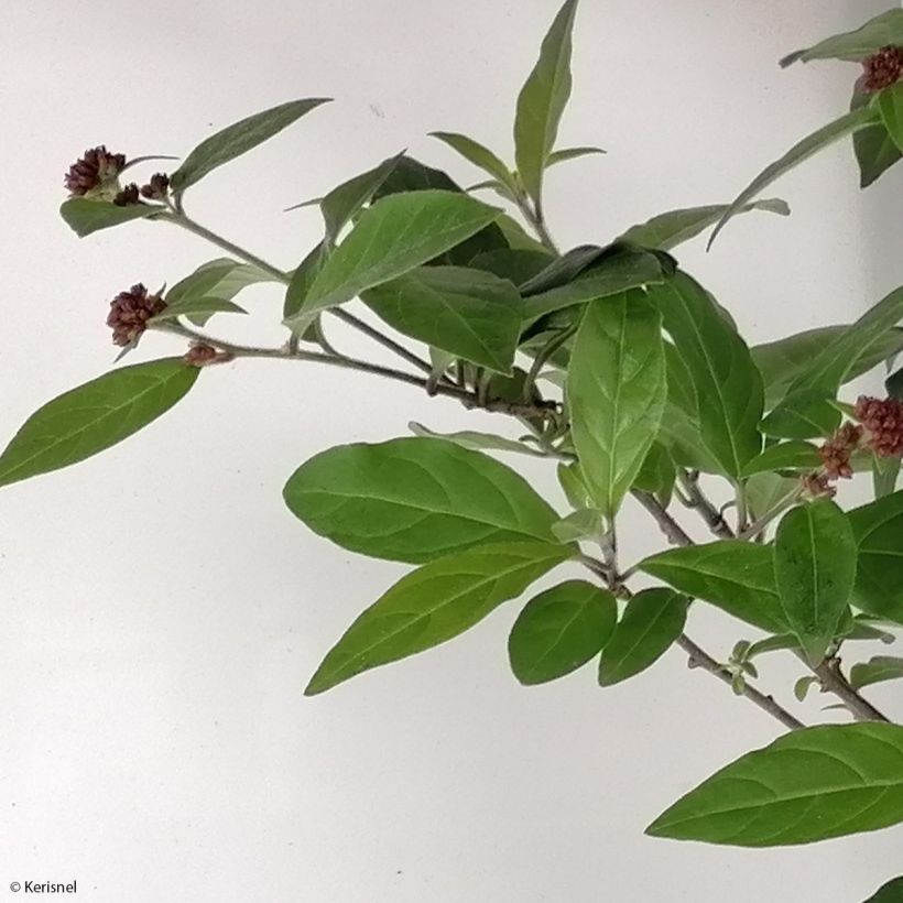 Cestrum elegans (purpureum) Rubrum  (Foliage)