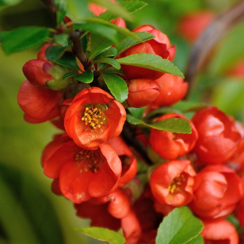 Cognassier du Japon - Chaenomeles japonica Orange Beauty (Flowering)