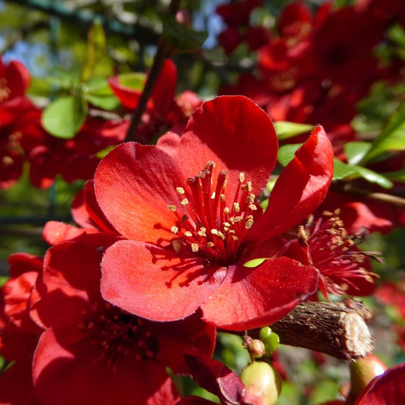 Cognassier du Japon Sargentii - Chaenomeles japonica (Flowering)