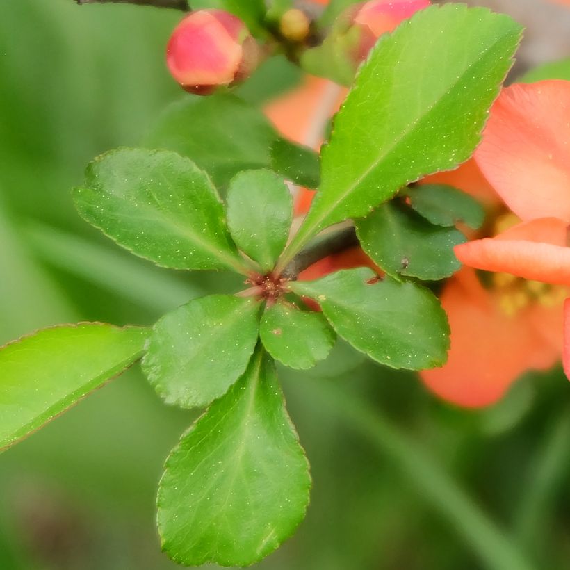 Chaenomeles japonica - Cognassier du Japon (Foliage)
