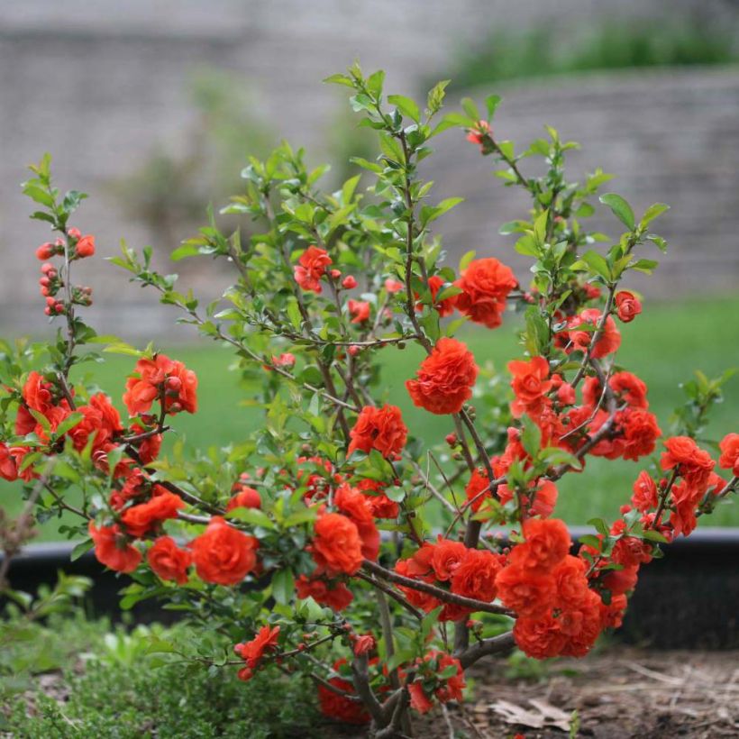 Cognassier du Japon Orange Storm - Chaenomeles speciosa (Plant habit)