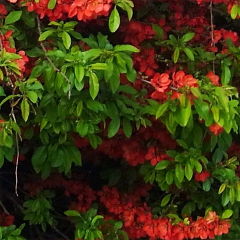 Cognassier du Japon Rubra - Chaenomeles speciosa (Foliage)