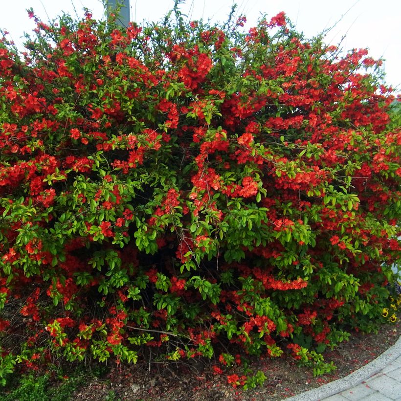 Cognassier du Japon Rubra - Chaenomeles speciosa (Plant habit)
