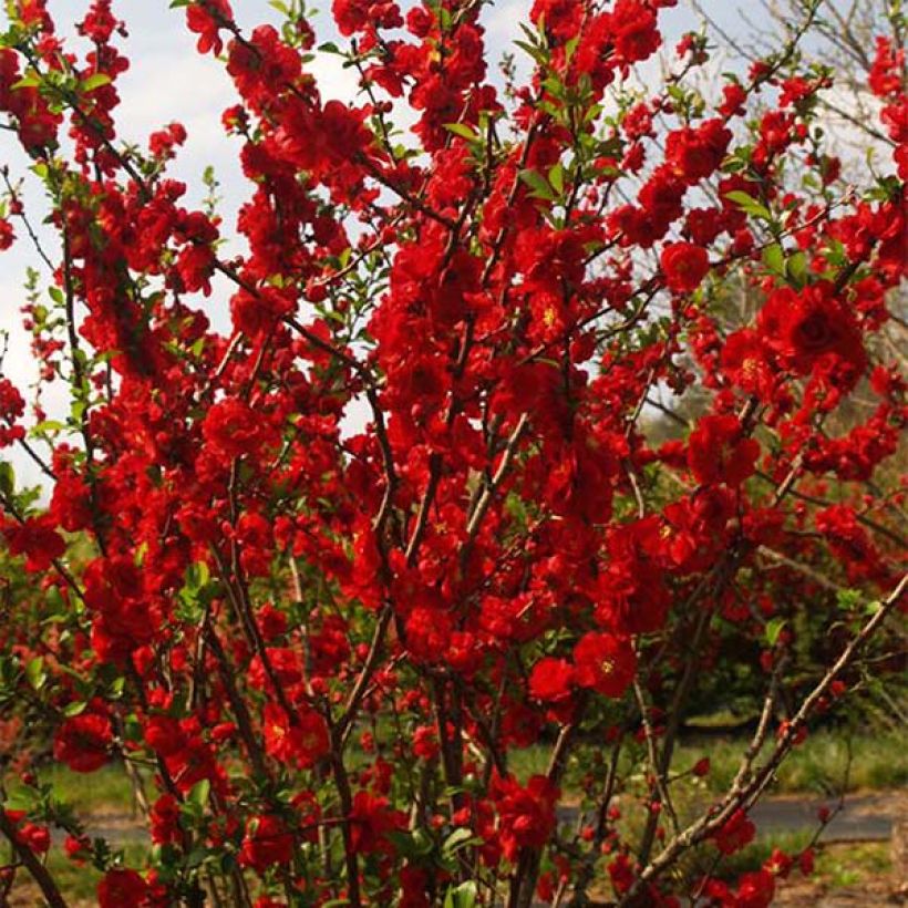 Cognassier du Japon - Chaenomeles speciosa Scarlet Storm   (Plant habit)