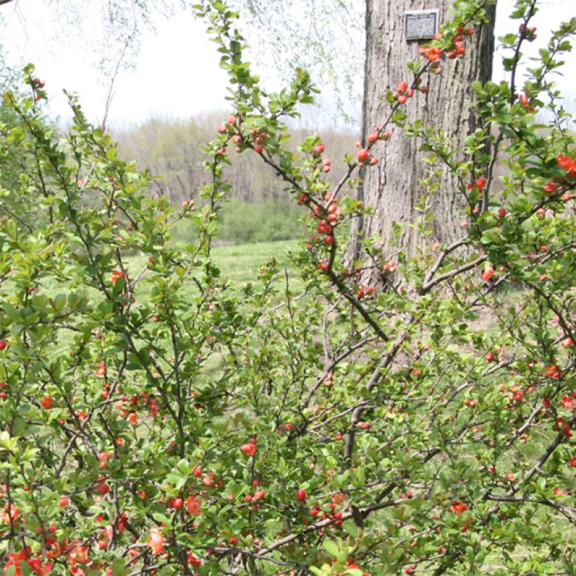 Cognassier du Japon Clementine - Chaenomeles superba (Foliage)
