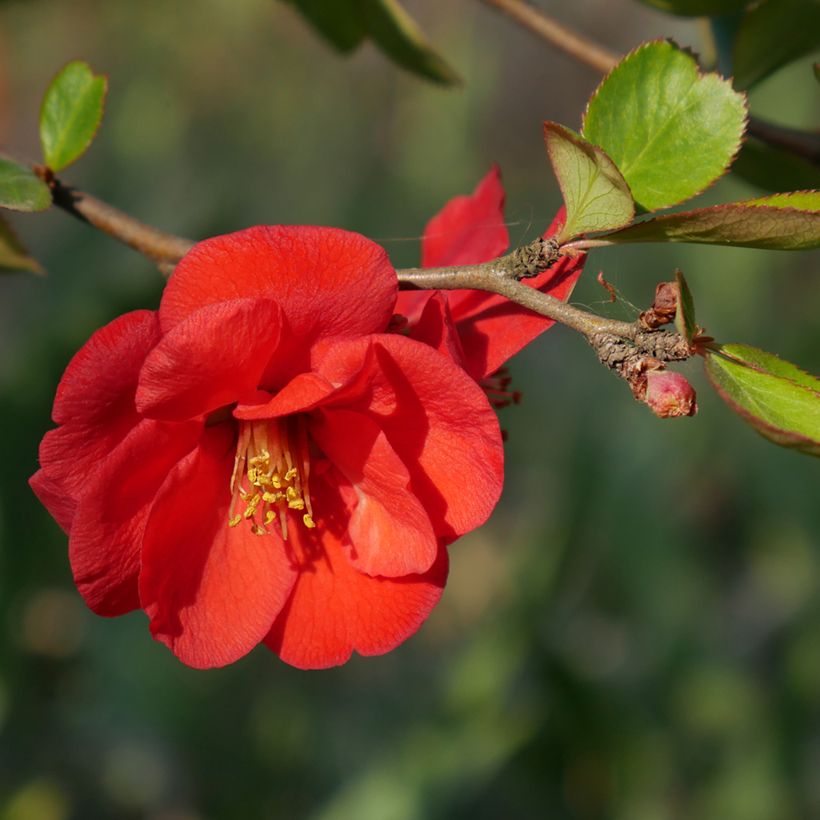 Chaenomeles superba Nicoline - Chaenomeles superba (Flowering)