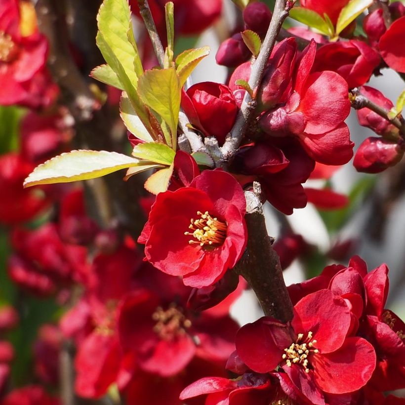 Cognassier du Japon - Chaenomeles x superba Etna (Flowering)