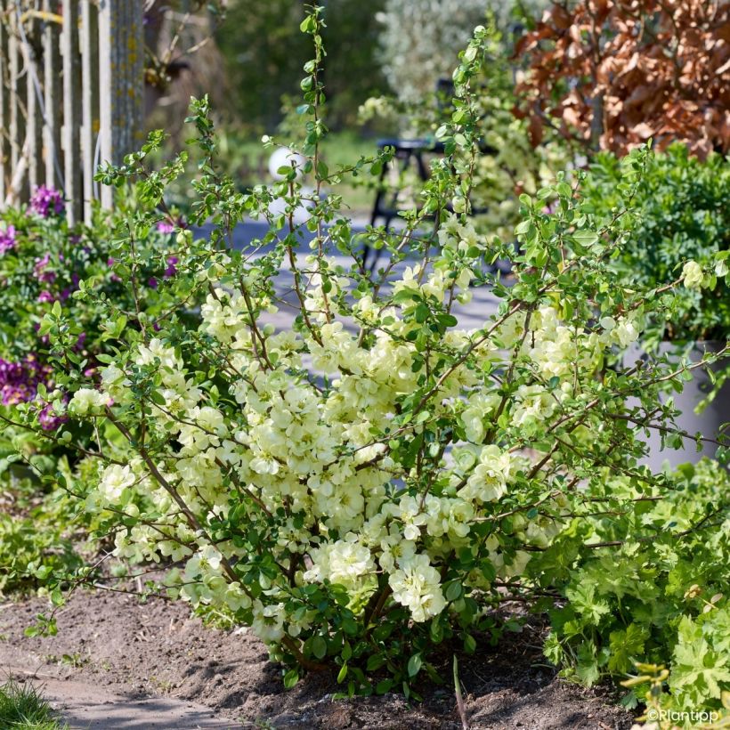 Cognassier du Japon - Chaenomeles speciosa Lemon Sorbet (Plant habit)