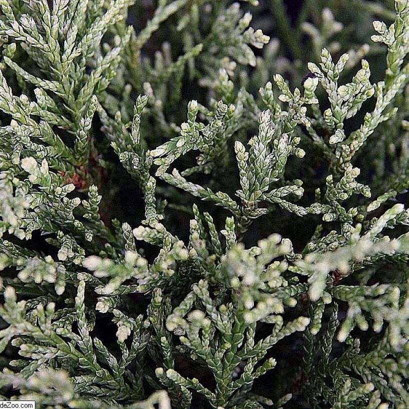 Cyprès de Lawson - Chamaecyparis lawsoniana White Spot (Foliage)