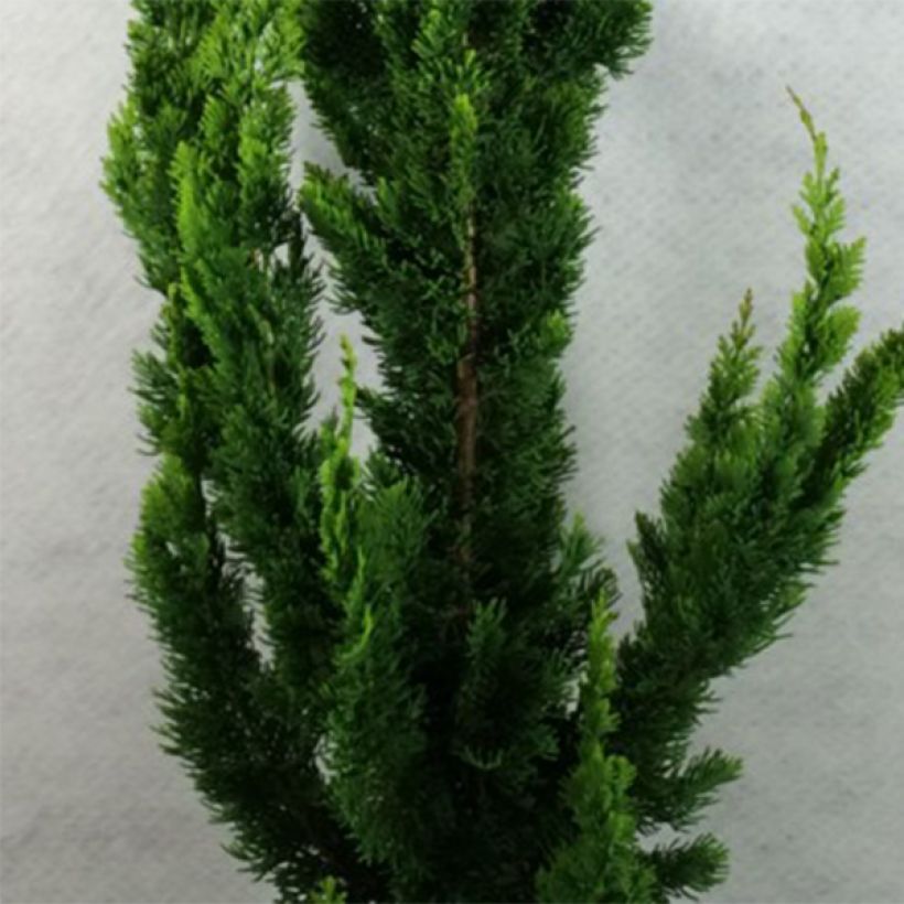 Chamaecyparis lawsoniana Yellow Spire - Cyprès de Lawson nain         (Foliage)
