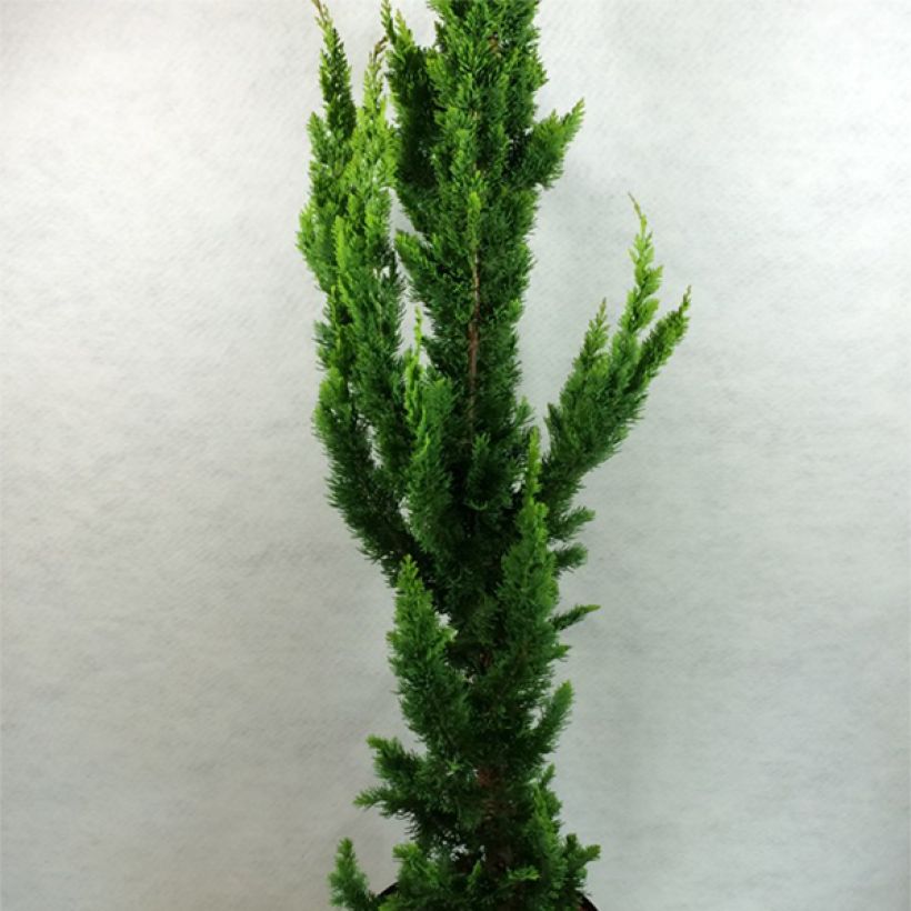 Chamaecyparis lawsoniana Yellow Spire - Cyprès de Lawson nain         (Plant habit)
