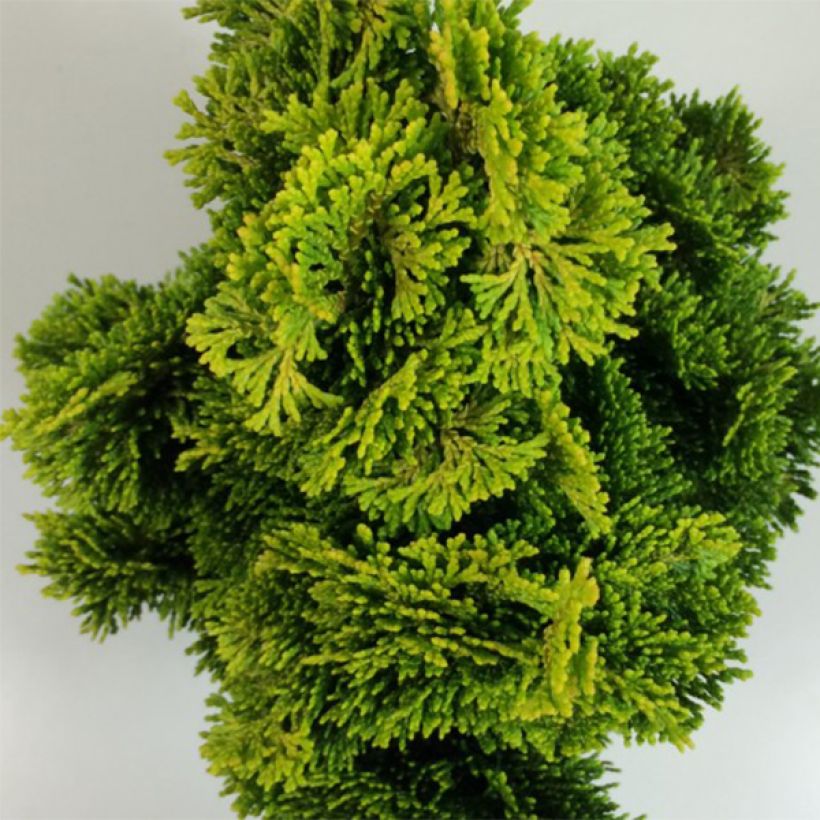 Chamaecyparis obtusa Aurora - Faux cyprès hinoki du Japon nain (Foliage)
