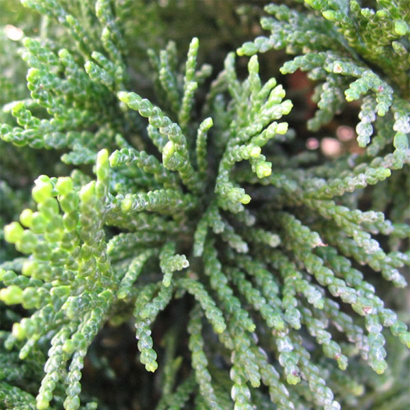 Chamaecyparis obtusa Nana Gracilis - Faux cyprès du Japon               (Foliage)