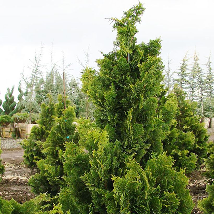 Chamaecyparis obtusa Nana Gracilis - Faux cyprès du Japon               (Plant habit)