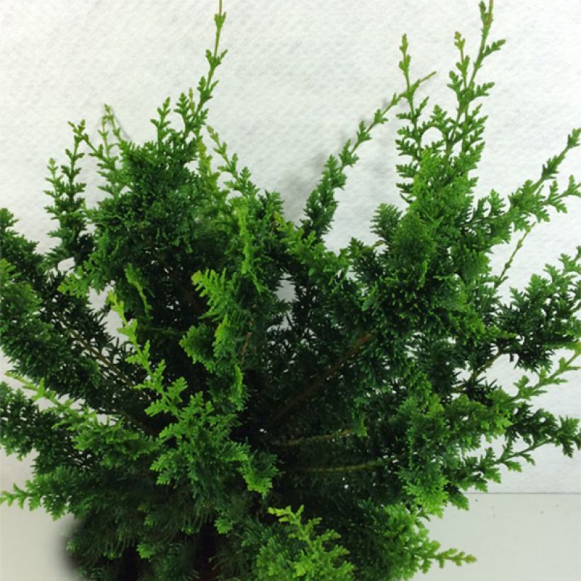 Faux cyprès du Japon - Chamaecyparis obtusa Teddy Bear (Plant habit)