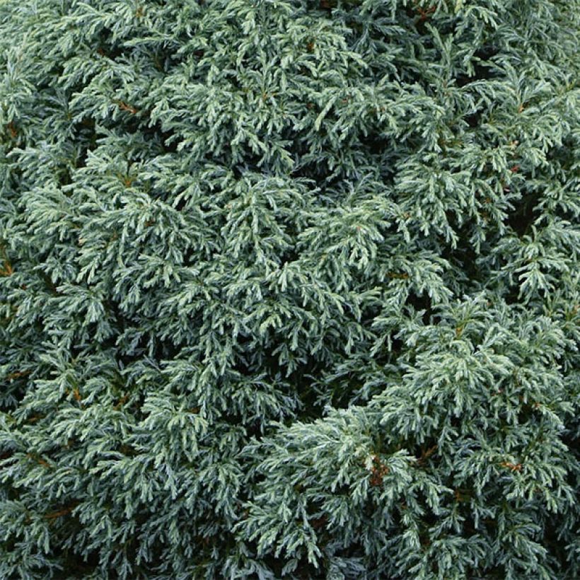 Cyprès Sawara - Chamaecyparis pisifera Baby Blue                (Foliage)