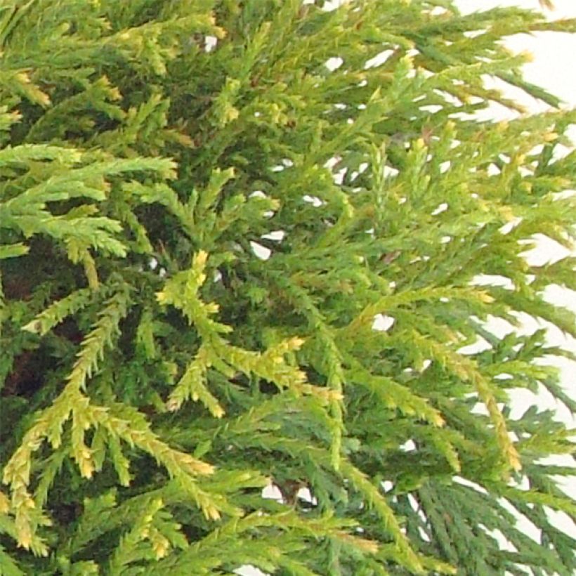 Chamaecyparis pisifera Filifera Nana - Cyprès Sawara             (Foliage)