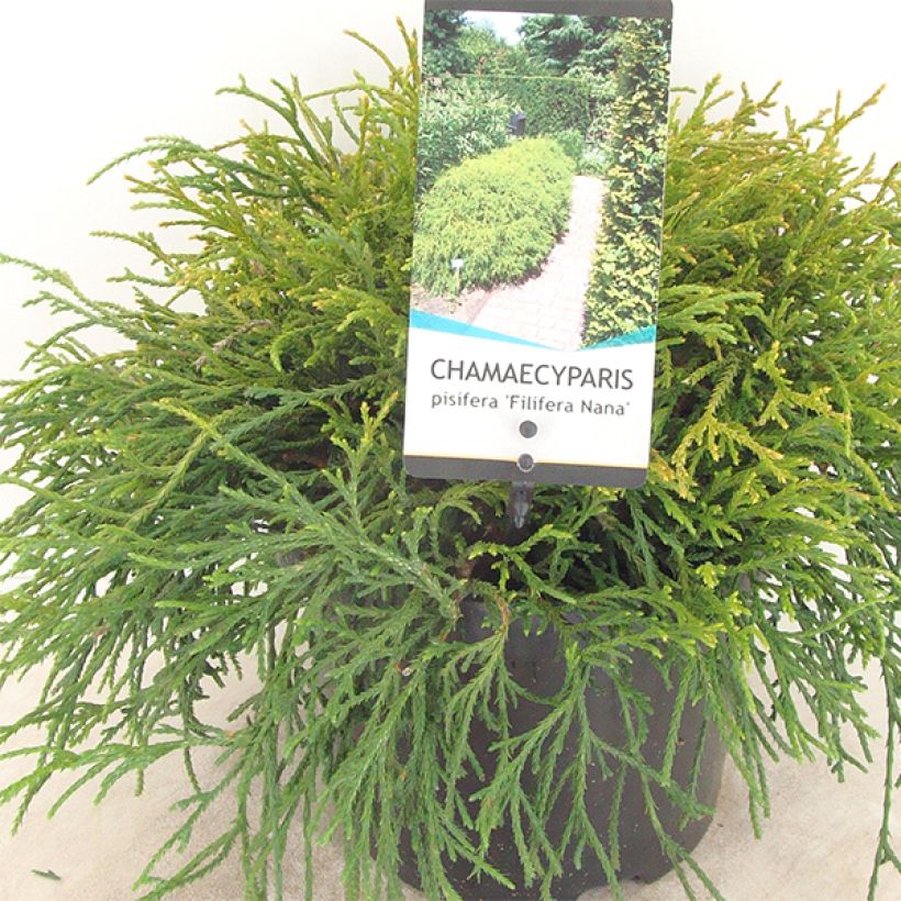 Chamaecyparis pisifera Filifera Nana - Cyprès Sawara             (Plant habit)