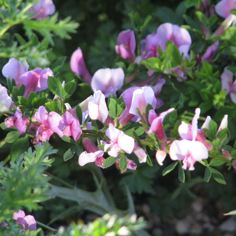 Chamaecytisus purpureus - Genêt pourpre (Flowering)
