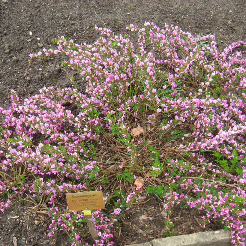 Chamaecytisus purpureus - Genêt pourpre (Plant habit)