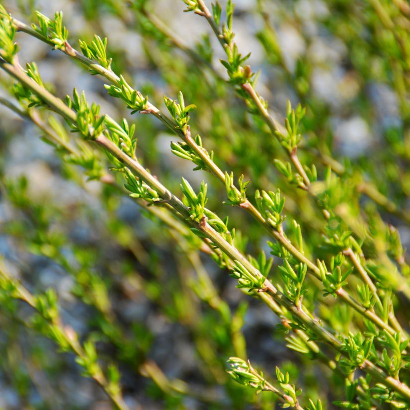 Chamaecytisus purpureus - Genêt pourpre (Foliage)