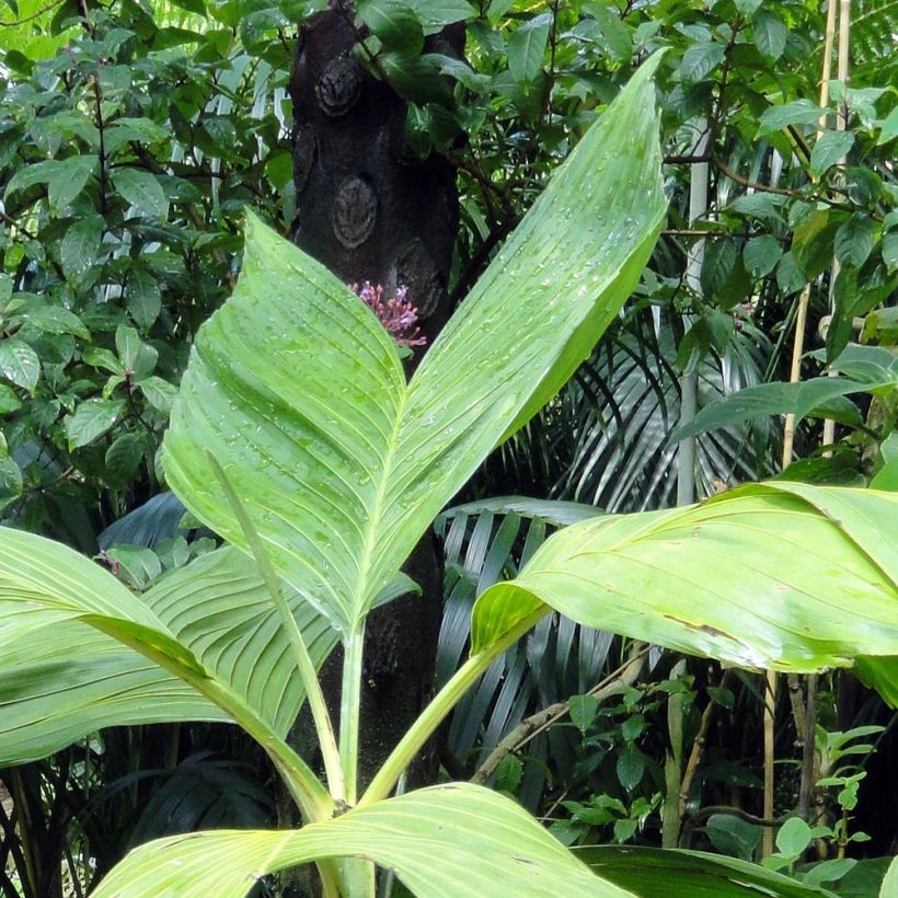 Chamaedorea ernesti-augusti - Palmier d'Ernest August (Foliage)