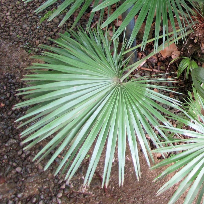 Chamaerops humilis - Palmier nain (Foliage)