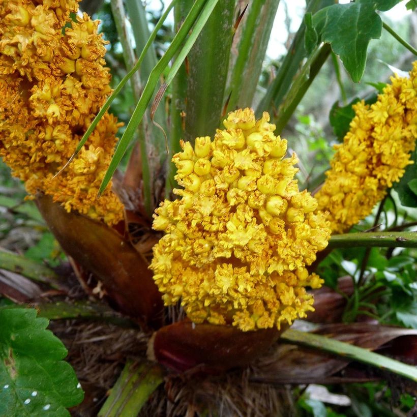 Chamaerops humilis - Palmier nain (Flowering)