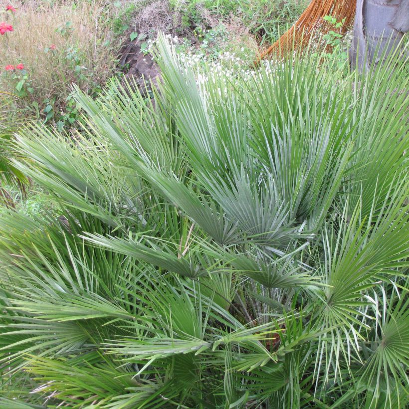 Chamaerops humilis Compacta - Palmier nain (Foliage)