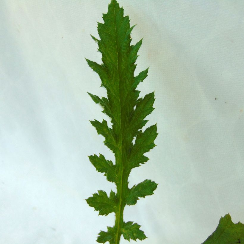 Chardon boule - Echinops sphaerocephalus Arctic Glow (Foliage)
