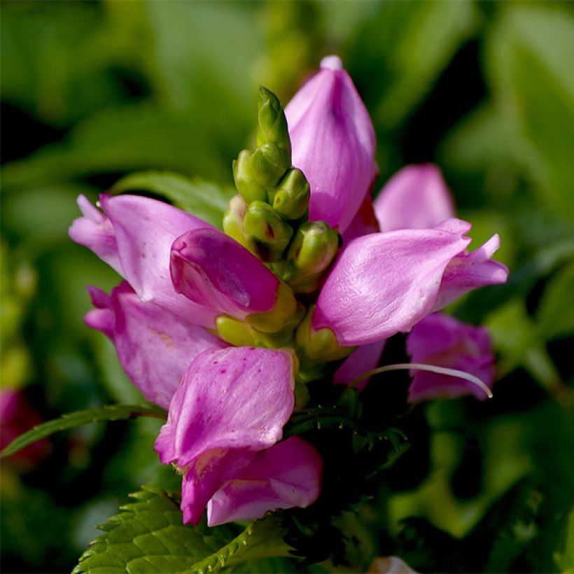 Chelone lyonii Hot Lips - Galane (Flowering)