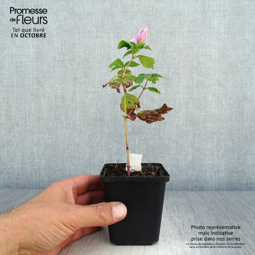 Example of Chelone lyonii Hot Lips - Galane Godet de 8/9 cm as you get in automne