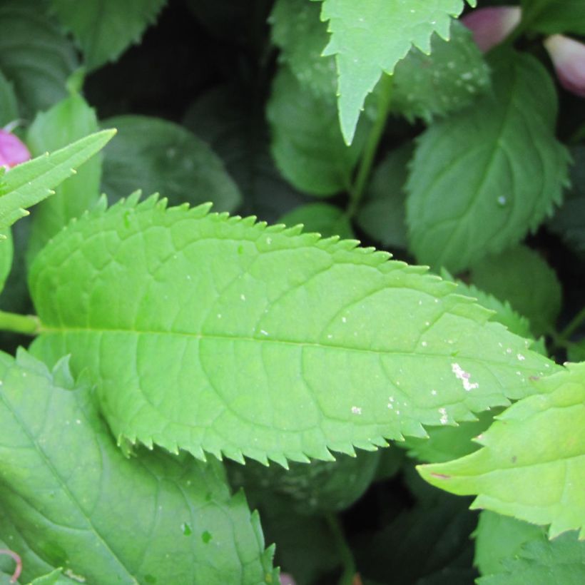 Chelone obliqua - Galane oblique (Foliage)