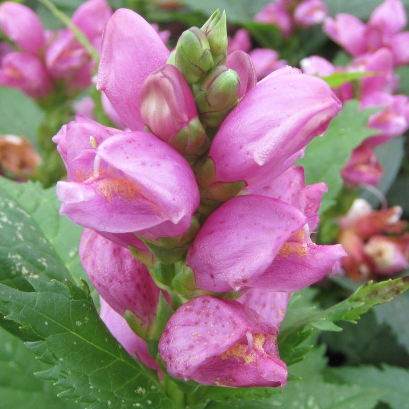 Chelone obliqua - Galane oblique (Flowering)