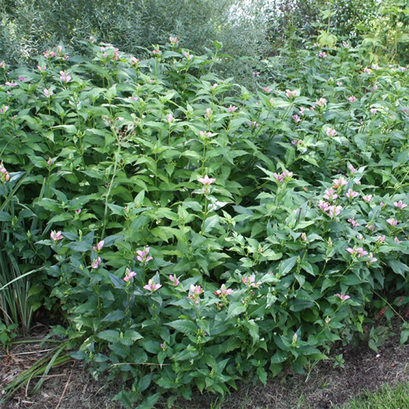 Chelone obliqua - Galane oblique (Plant habit)