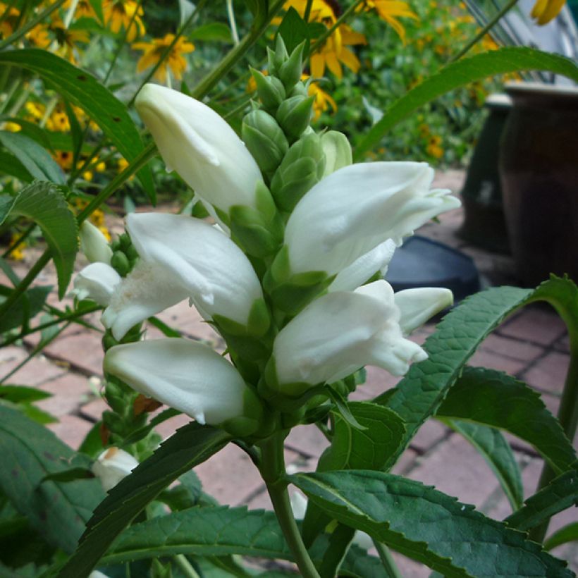 Chelone obliqua var. Alba - Galane oblique blanche (Flowering)