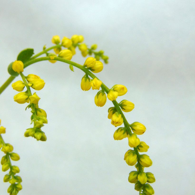 Chiastophyllum oppositifolium - Goutte d'Or (Flowering)