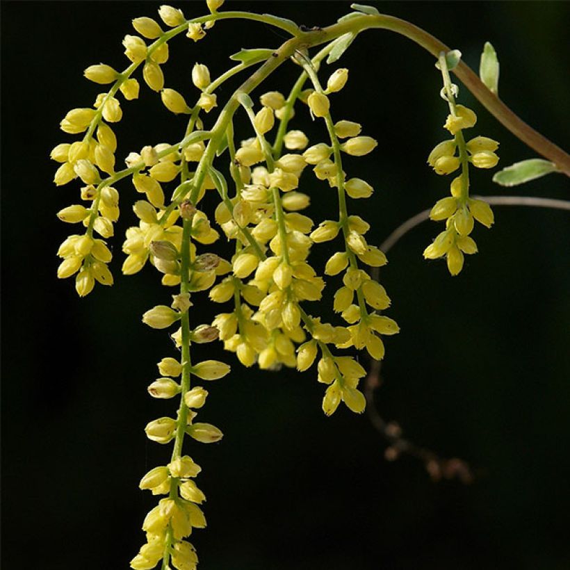 Chiastophyllum oppositifolium Jim's Pride (Variegatum) - (Flowering)