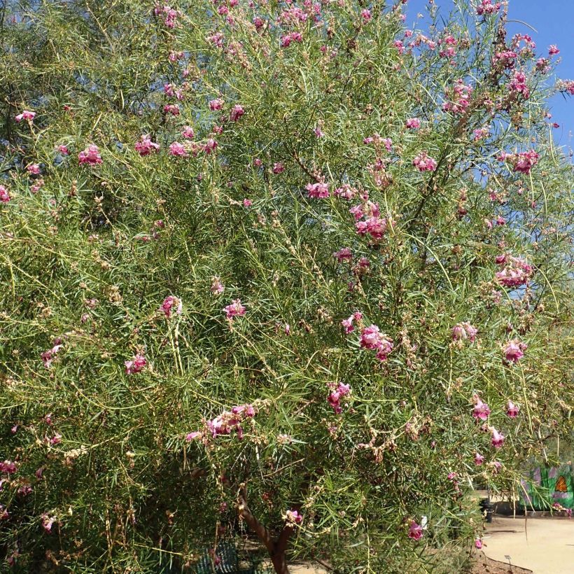 Chilopsis linearis - Saule du désert (Plant habit)
