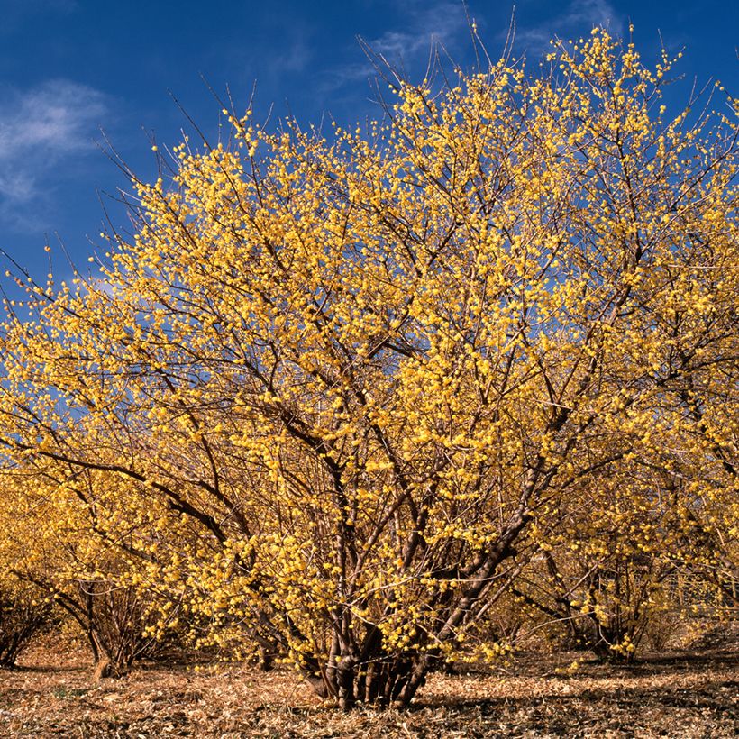 Chimonanthus praecox - Chimonanthe précoce (Plant habit)