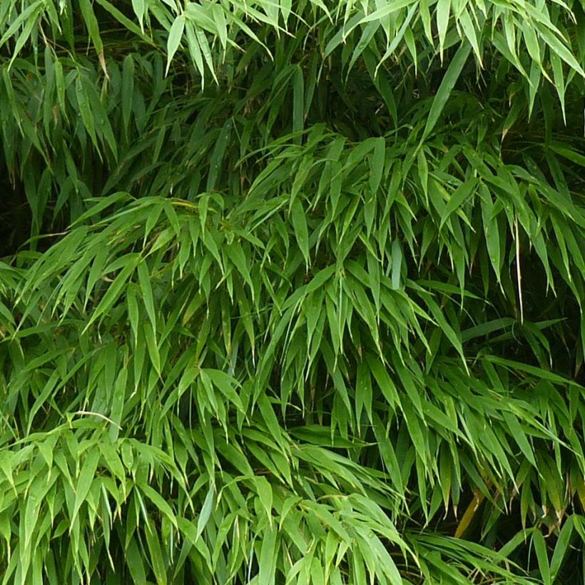 Chimonobambusa tumidissinoda Microphylla - Bambou moyen (Foliage)