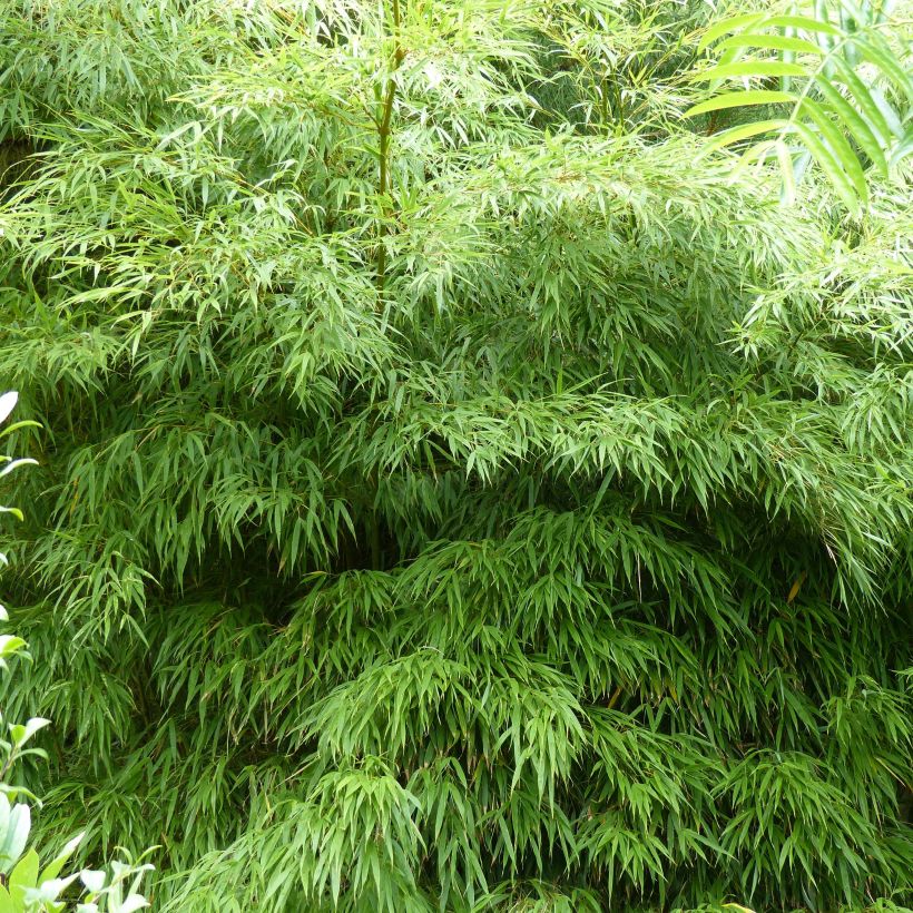Chimonobambusa tumidissinoda Microphylla - Bambou moyen (Plant habit)