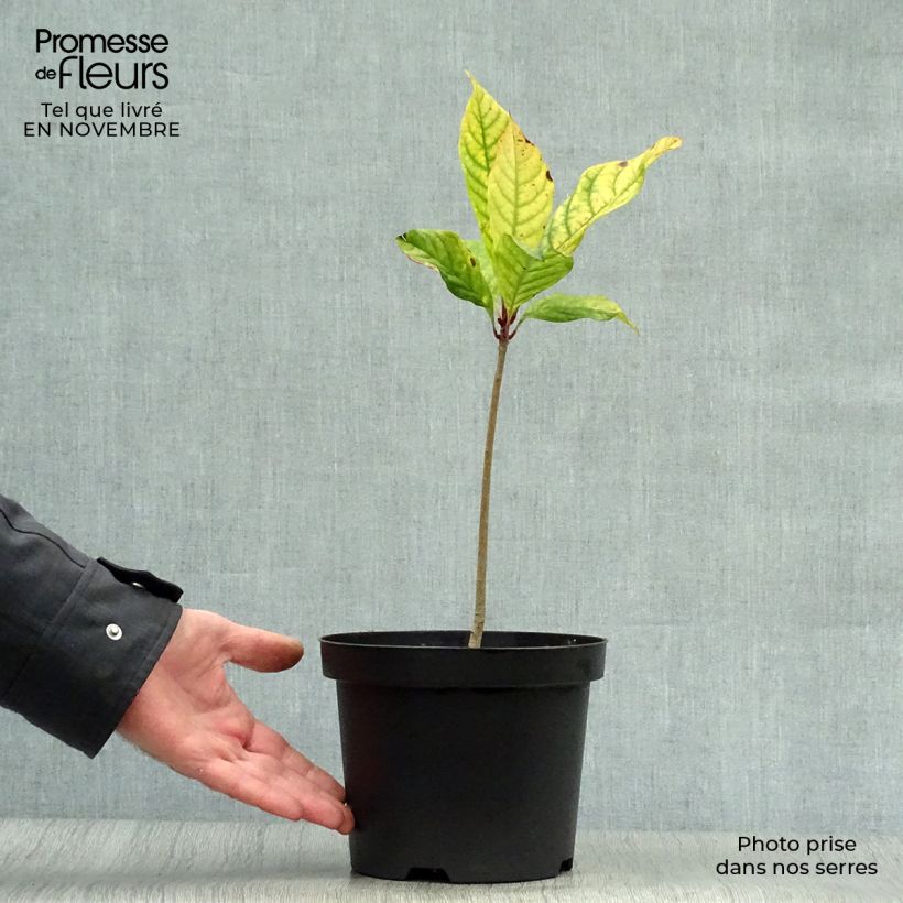 Example of Chionanthus virginicus - Arbre de neige Pot de 2L/3L as you get in automne