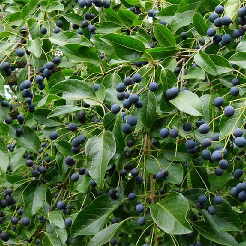 Chionanthus retusus - Arbre de neige (Harvest)