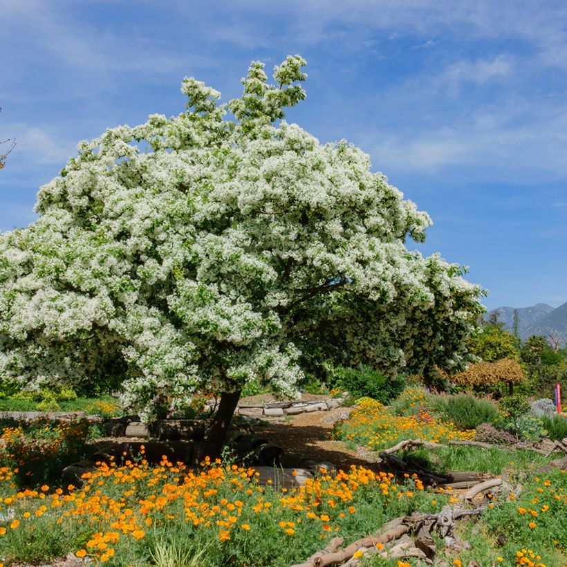 Chionanthus virginicus - Arbre de neige (Plant habit)