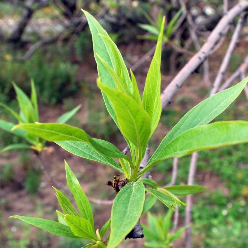 Chitalpa de Taschkent - Chitalpa tashkentensis Summer Bells Minsum (Foliage)