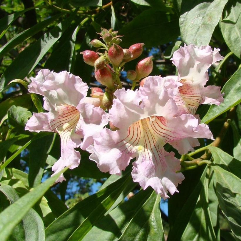 Chitalpa de Taschkent - Chitalpa tashkentensis Summer Bells Minsum (Flowering)
