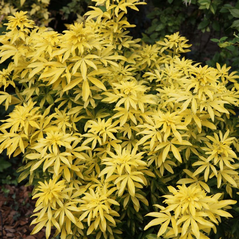 Choisya Goldfinger - Oranger du Mexique (Plant habit)