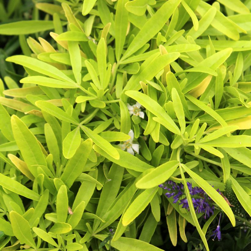 Choisya Goldfinger - Oranger du Mexique (Foliage)