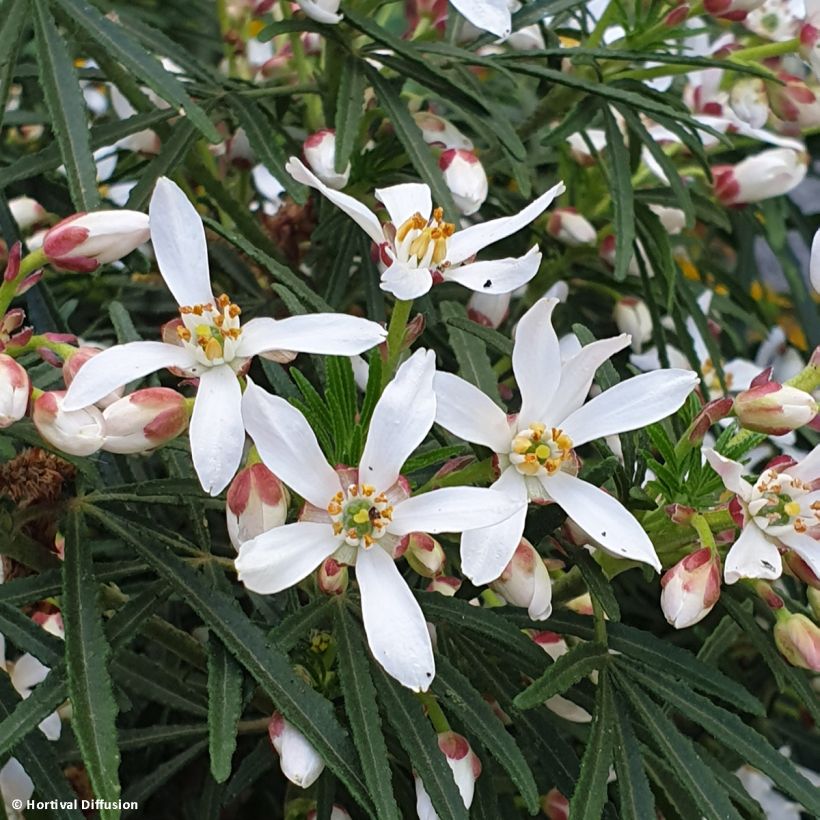 Choisya Little Bee - Oranger du Mexique (Flowering)